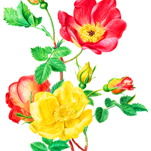 PNG画像：薔薇（ローズ）アンティークイラスト