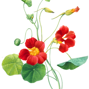 PNG画像：金蓮花（ナスタチウム）アンティークイラスト