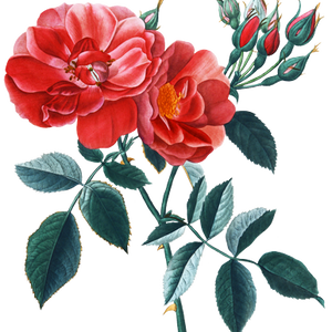 PNG画像：赤薔薇（ローズ）アンティークイラスト