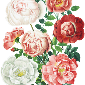 PNG画像：薔薇（ローズ）アンティークイラスト
