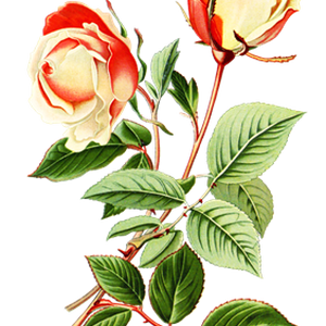 PNG画像：紅白薔薇（ローズ）アンティークイラスト