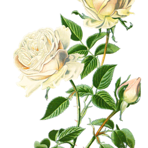 PNG画像：白薔薇（ホワイトローズ）アンティークイラスト