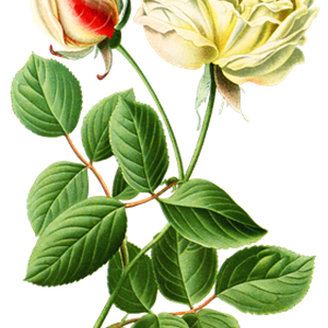 PNG画像：白薔薇（ホワイトローズ）アンティークイラスト
