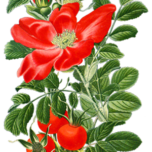 PNG画像：赤薔薇（レッドローズ）アンティークイラスト