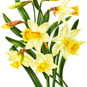 PNG画像：水仙の花アンティークイラスト
