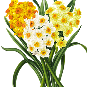 PNG画像：口紅水仙の花アンティークイラスト