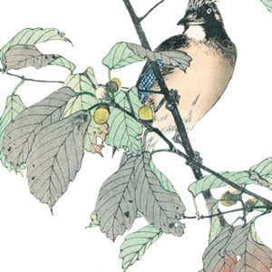 PNG画像：樫の実と小鳥 アンティークイラスト