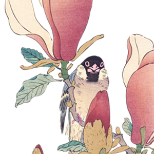 PNG画像：木蓮と文鳥 アンティークイラスト