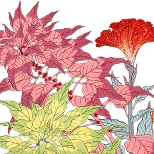 PNG画像：ケイトウの花 アンティークイラスト素材