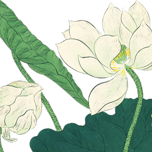 PNG画像：白蓮アンティークイラスト素材