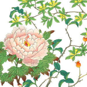 PNG画像：牡丹アンティークイラスト素材