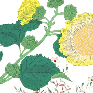 PNG画像：向日葵（ひまわり）アンティークイラスト素材