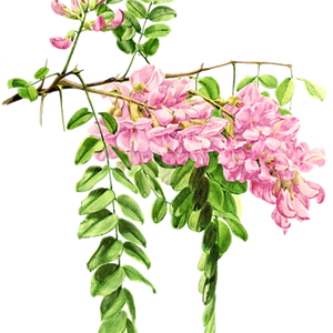 PNG画像｜針槐（ニセアカシア）の花アンティークイラスト素材