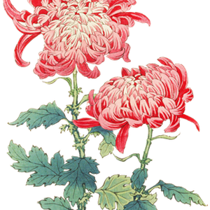 PNG画像｜菊の花（瀁紫）アンティークイラスト素材