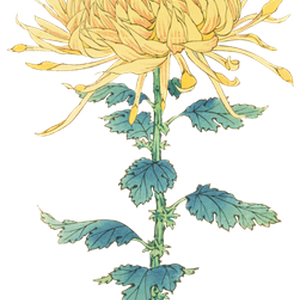 PNG画像｜菊の花（帝國龍）アンティークイラスト素材