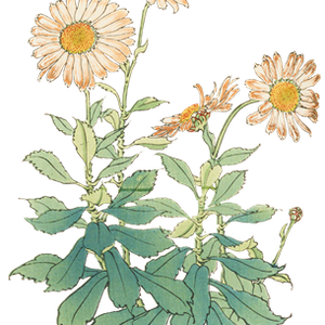 PNG画像｜菊の花（吹上）アンティークイラスト素材