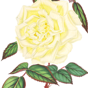 PNG画像｜白薔薇アンティークイラスト素材