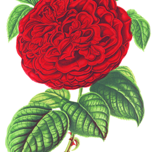 PNG画像｜赤薔薇アンティークイラスト素材