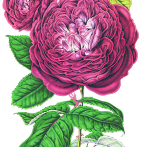 PNG画像｜紫薔薇アンティークイラスト素材
