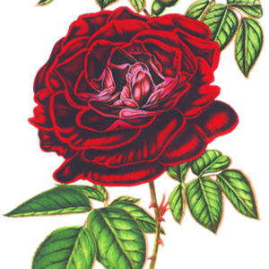 PNG画像｜真紅薔薇アンティークイラスト素材
