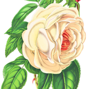 PNG画像｜白薔薇アンティークイラスト素材