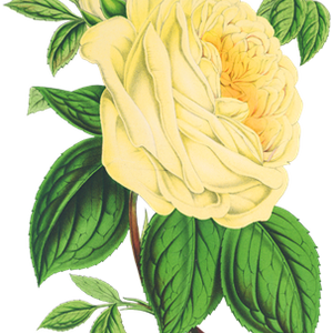 PNG画像｜黃薔薇アンティークイラスト素材