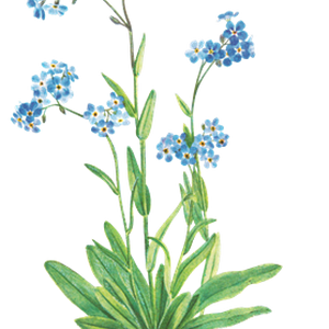 PNG画像｜勿忘草アンティークイラスト素材
