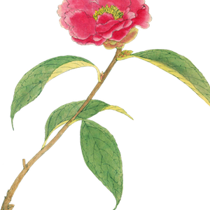 PNG画像｜山茶花（さざんか）アンティークイラスト素材