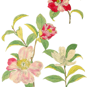 PNG画像｜日本の椿の花アンティークイラスト素材