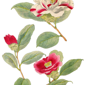 PNG画像｜日本の椿の花アンティークイラスト素材