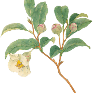 PNG画像｜白椿の花アンティークイラスト素材