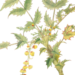 PNG画像｜柊（ヒイラギ）の花アンティークイラスト素材