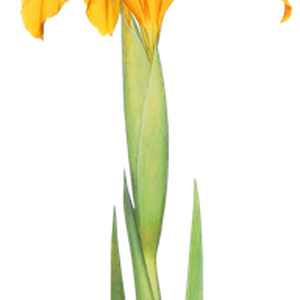PNG画像｜菖蒲（アヤメ）アンティークイラスト素材4枚セット