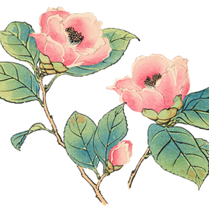 PNG画像｜山茶花（さざんか）日本画アンティークイラスト素材