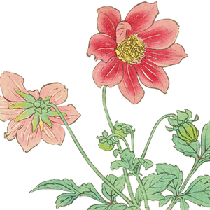 PNG画像｜ダリアの花日本画アンティークイラスト素材