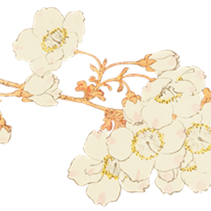 PNG画像｜桜の花 日本画アンティークイラスト素材