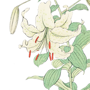 PNG画像｜白百合の花 日本画アンティークイラスト素材