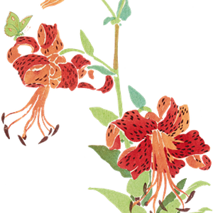 PNG画像｜鬼百合の花 日本画アンティークイラスト素材