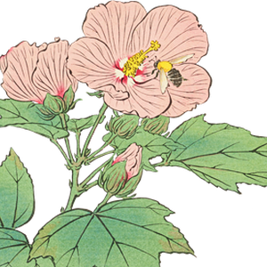 PNG画像｜芙蓉と蜜蜂 日本画アンティークイラスト素材