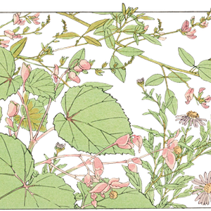 PNG画像｜秋海棠（しゅうかいどう）と野菊日本画アンティークイラスト素材