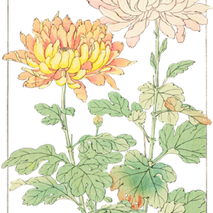 PNG画像｜菊の花 日本画アンティークイラスト素材