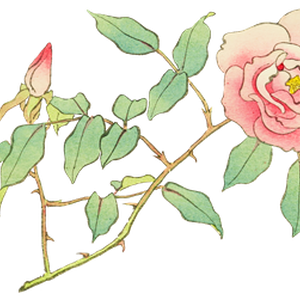 PNG画像｜薔薇（ローズ）日本画アンティークイラスト素材