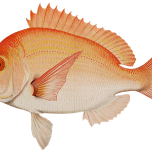 PNG画像｜鯛・金魚・巻き貝　アンティークイラスト素材