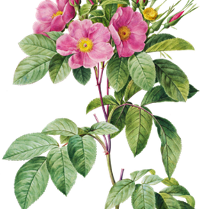 PNG画像｜野薔薇（ワイルドローズ） アンティークイラスト素材