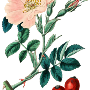 PNG画像｜薄紅色の野薔薇　アンティークイラスト素材