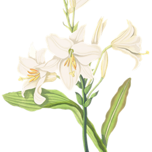 PNG画像｜白百合の花 アンティークイラスト素材
