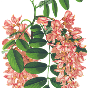 PNG画像｜ニセアカシアの花　アンティークイラスト素材