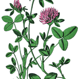 PNG画像｜菫たんぽぽ赤詰草　アンティークイラスト素材
