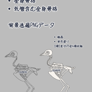 ハトの全身骨格標本イラスト素材
