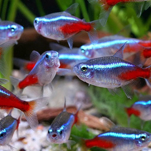 Heon Fish